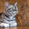 Thumbnail of related posts 149