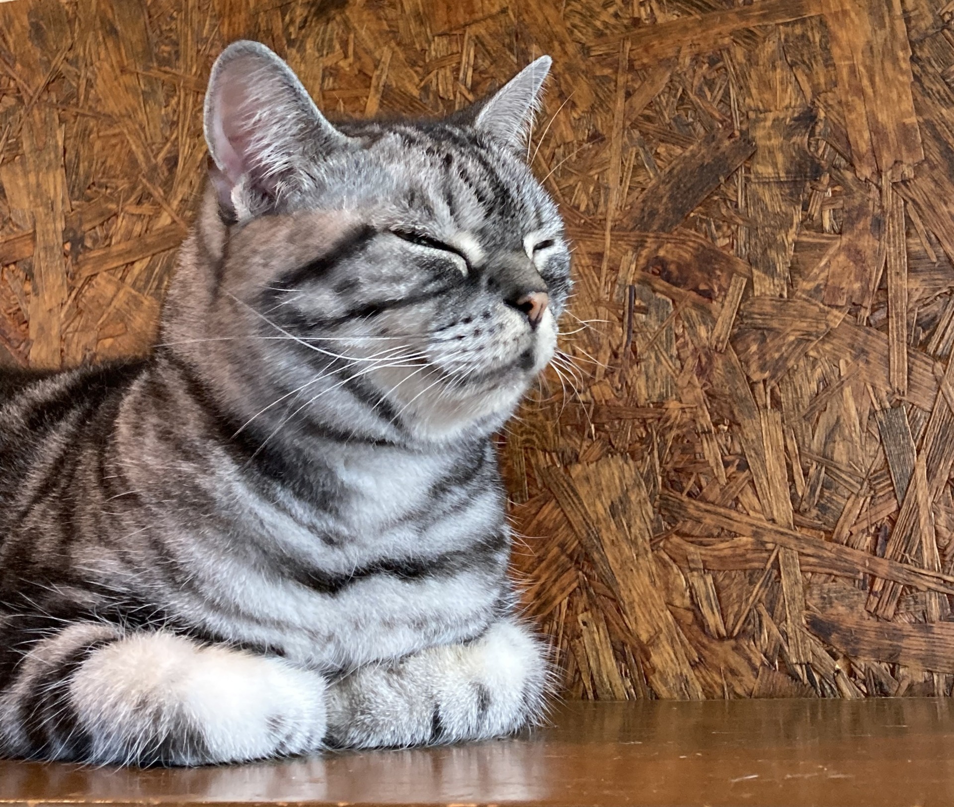 猫カフェ 茶々丸の値段 利用料金 は 口コミや評判も紹介 ゆきんこ日和