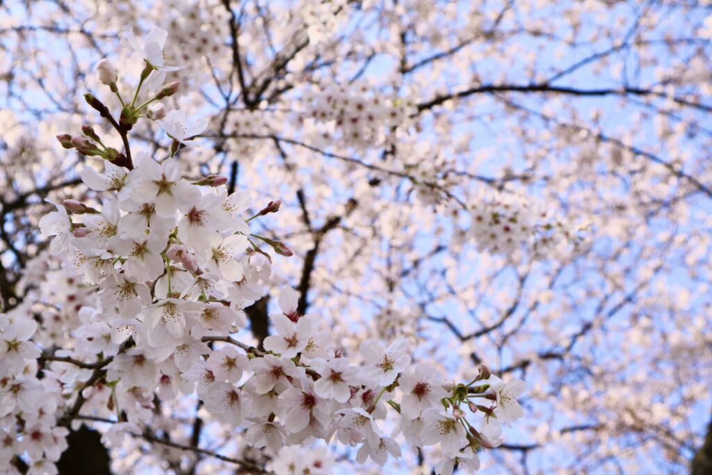 霞城公園　桜　混雑