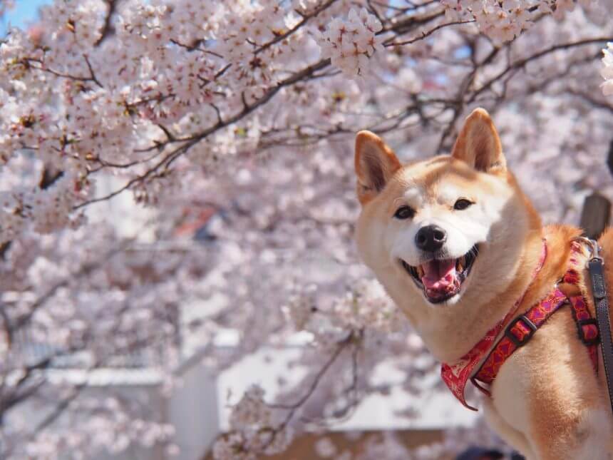 山高神代桜　犬連れ