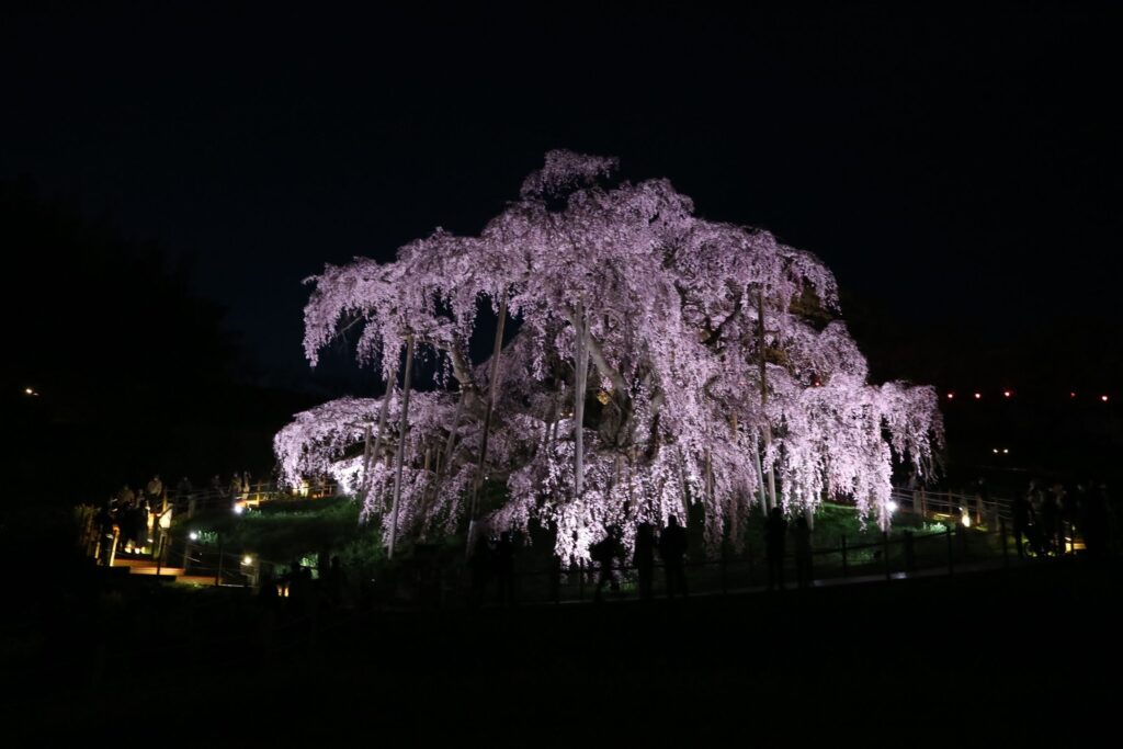 三春滝桜　ライトアップ