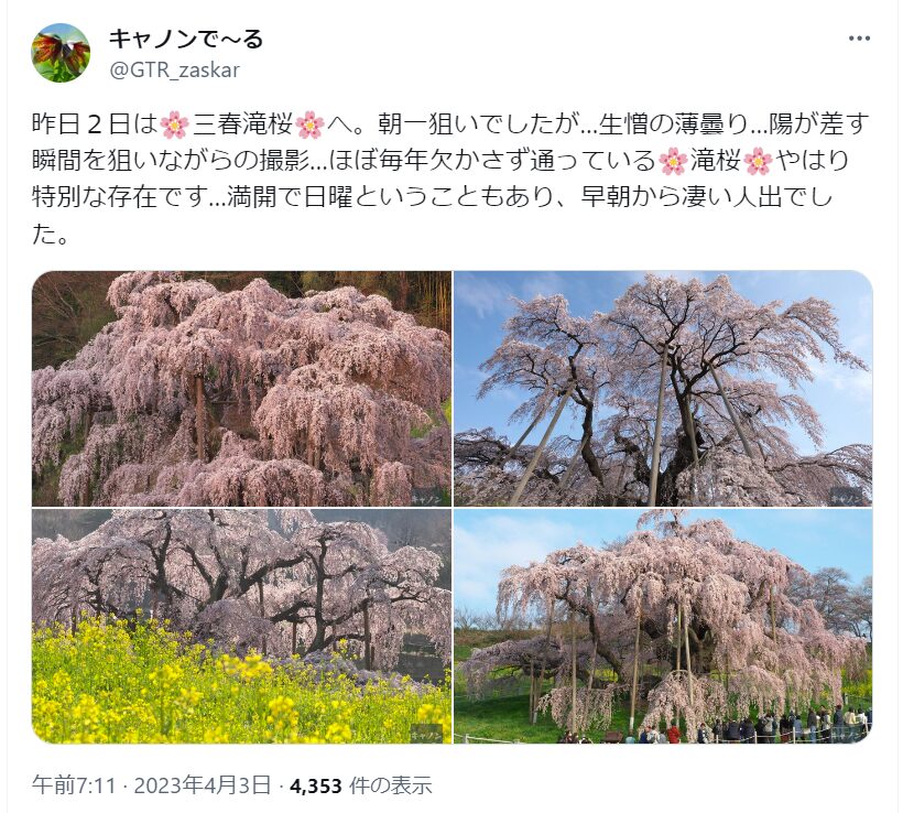 三春滝桜　混雑
