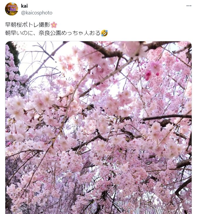 奈良公園　桜　混雑
