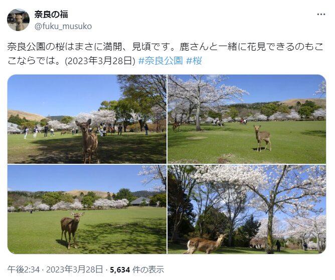 奈良公園　桜　混雑
