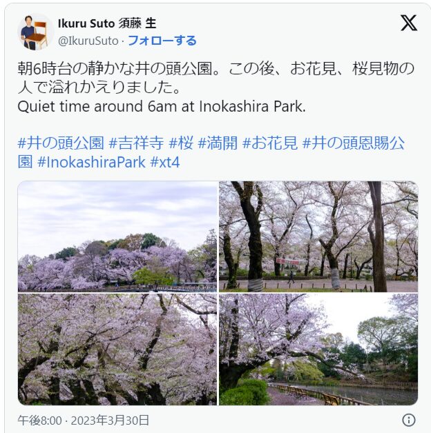 井の頭公園　桜　混雑