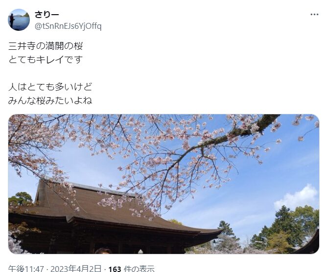 三井寺　桜　混雑