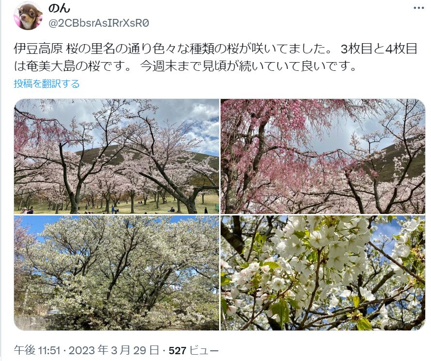 伊豆高原桜並木　混雑