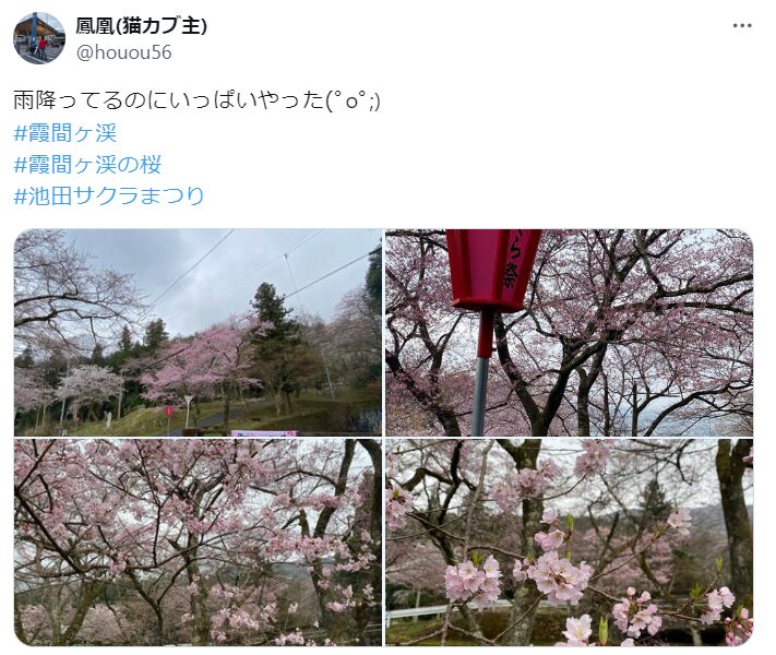 霞間ヶ渓　桜　混雑
