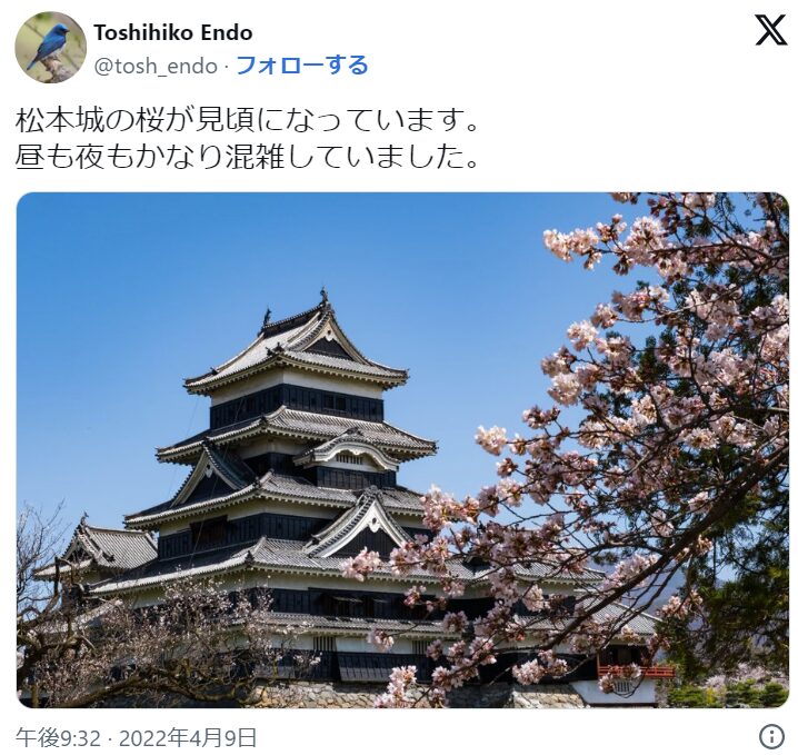 松本城　桜　混雑