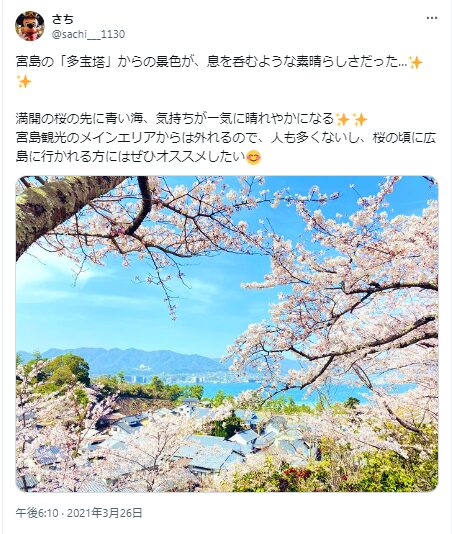 宮島　厳島神社　桜　混雑