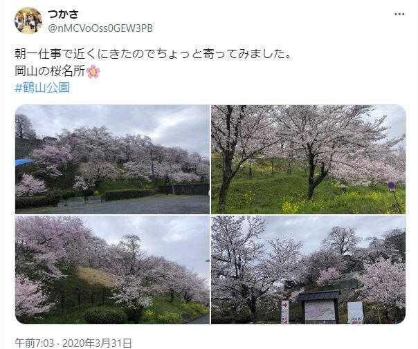 鶴山公園　桜　津山桜まつり　混雑