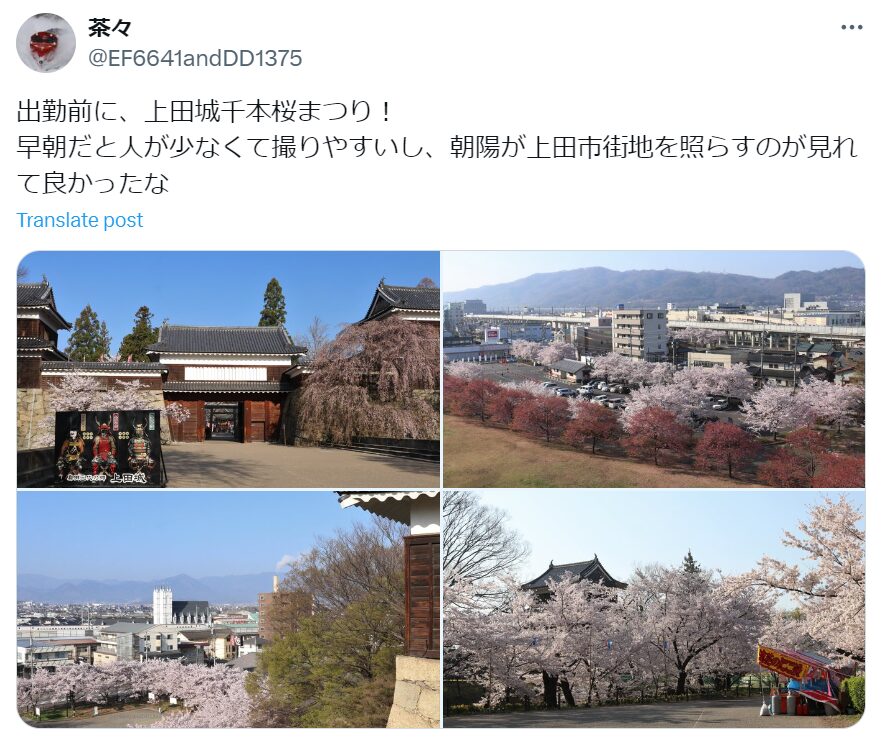 上田城桜祭り　混雑