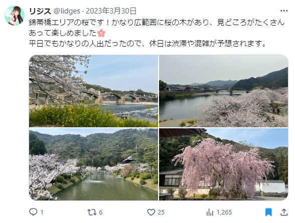 錦帯橋　桜　混雑