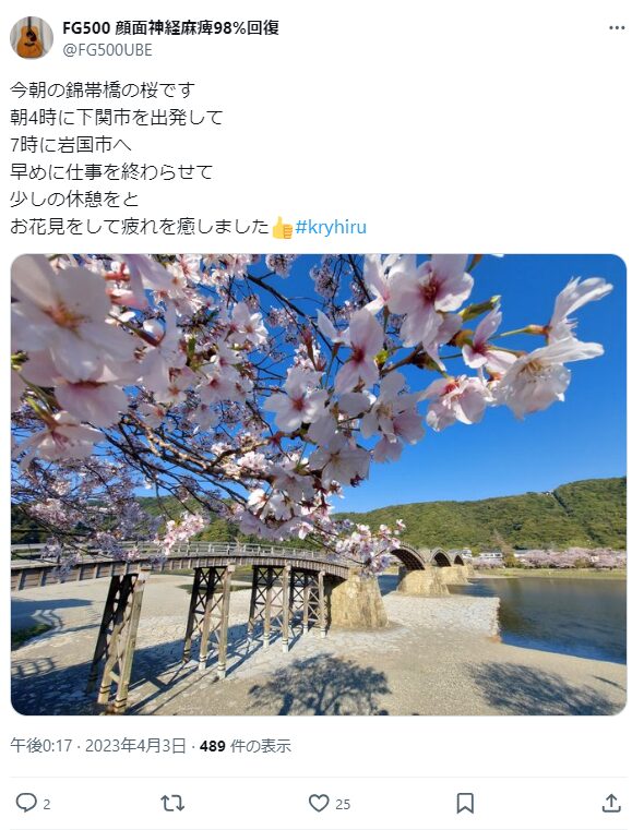 錦帯橋　桜　混雑