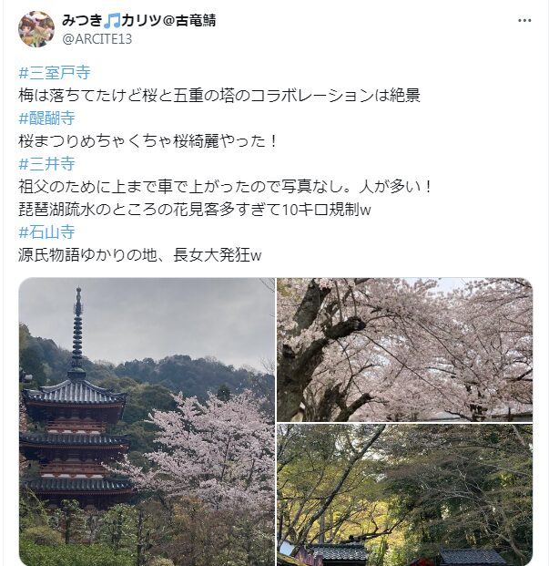 琵琶湖疏水　桜　混雑
