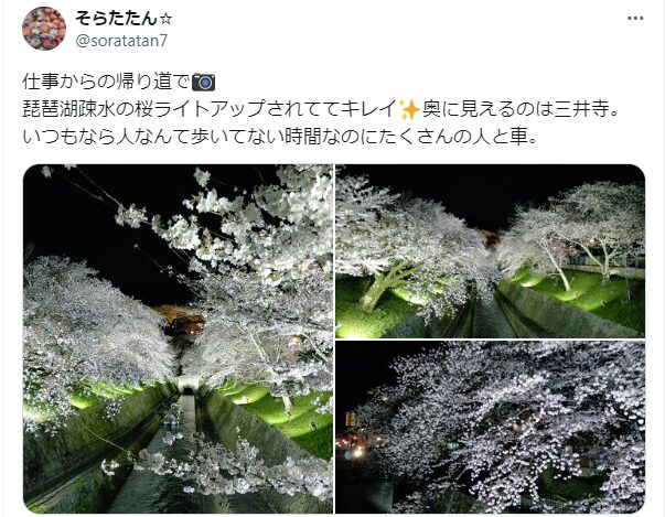 琵琶湖疏水　桜　混雑