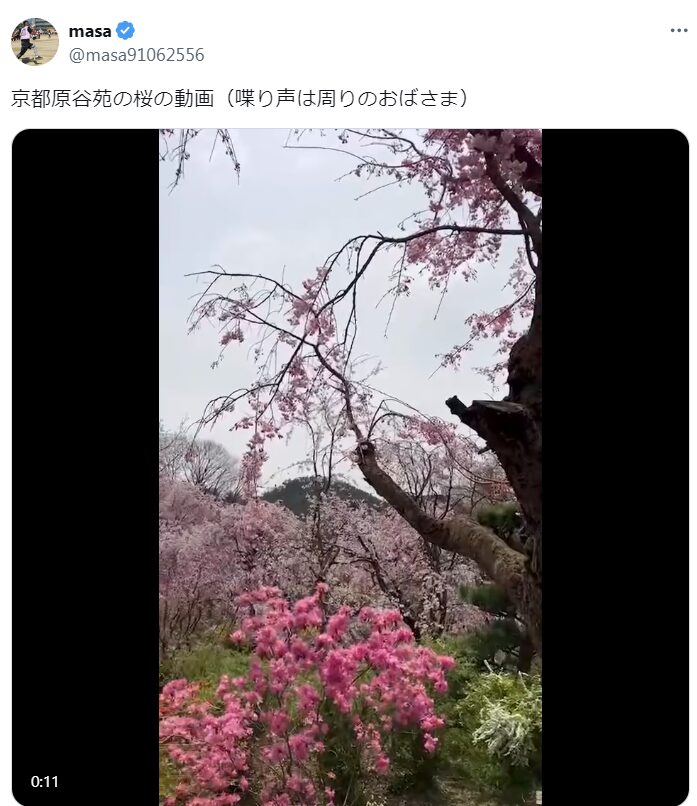 原谷苑　桜　混雑