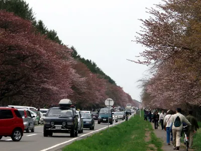 二十間道路桜並木　混雑