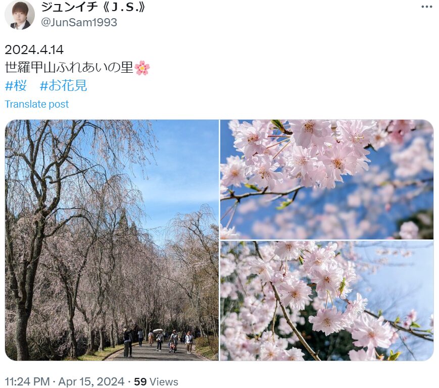 世羅甲山ふれあいの里　桜　混雑