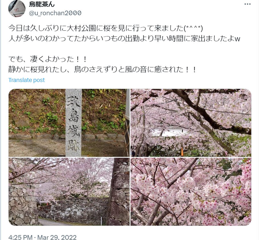 大村公園　桜　混雑